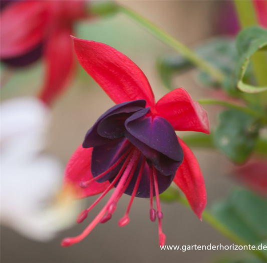 Fuchsie