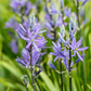 Leichtlin-Prärielilie 'Caerulea'