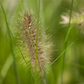 Garten-Federborstengras 'Hameln'