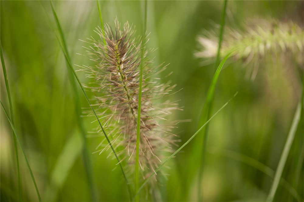 Garten-Federborstengras 'Hameln'