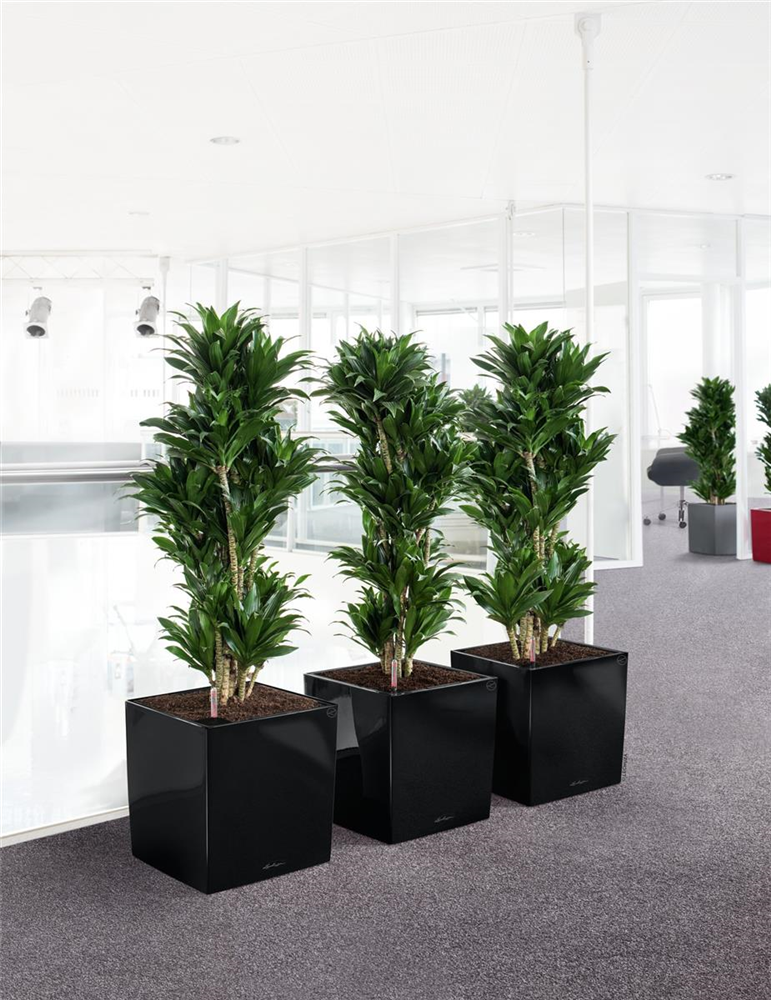 LECHUZA CUBE Premium 30