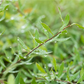 Weiße Rispenspiere 'Grefsheim'