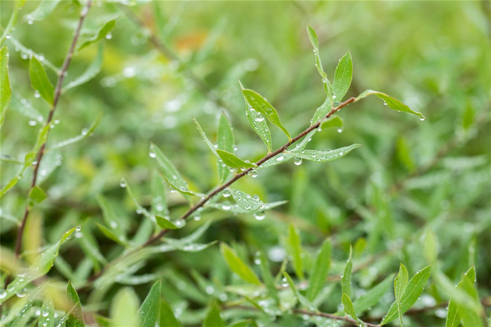Weiße Rispenspiere 'Grefsheim'