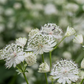 Astrantia major 'Shaggy'