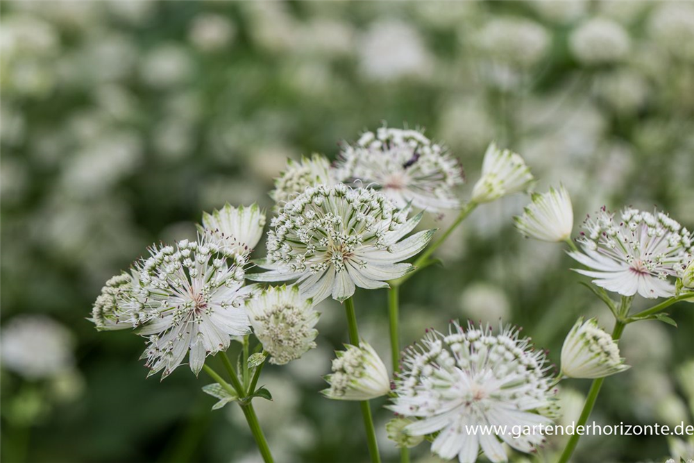 Astrantia major 'Shaggy'