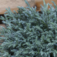 Sawara-Scheinzypresse 'Blue Moon'®