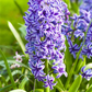 Hyazinthe 'Blue Jacket'