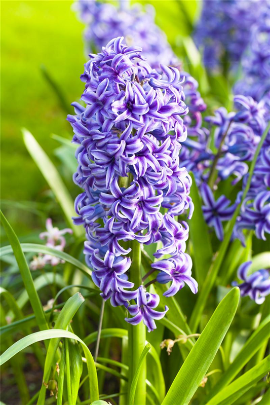 Hyazinthe 'Blue Jacket'