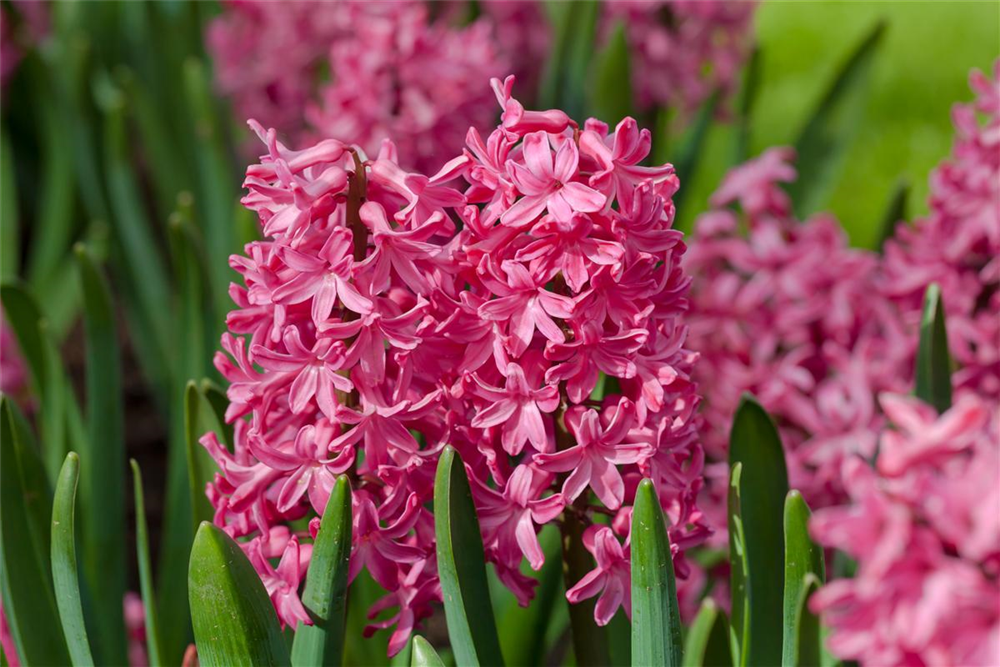 Hyazinthe 'Jan Bos'
