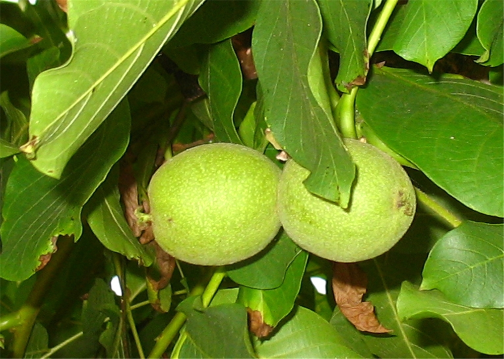 Echte Walnuss