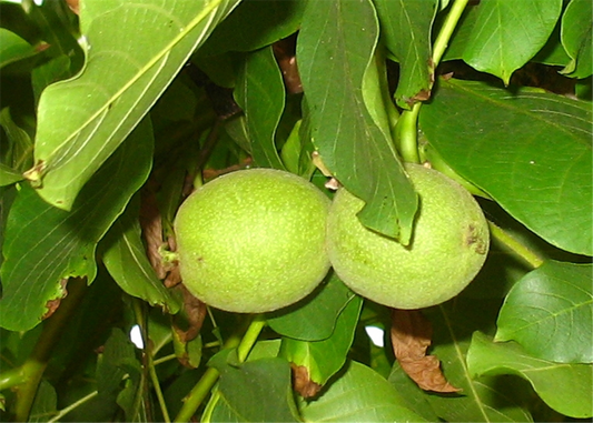 Echte Walnuss