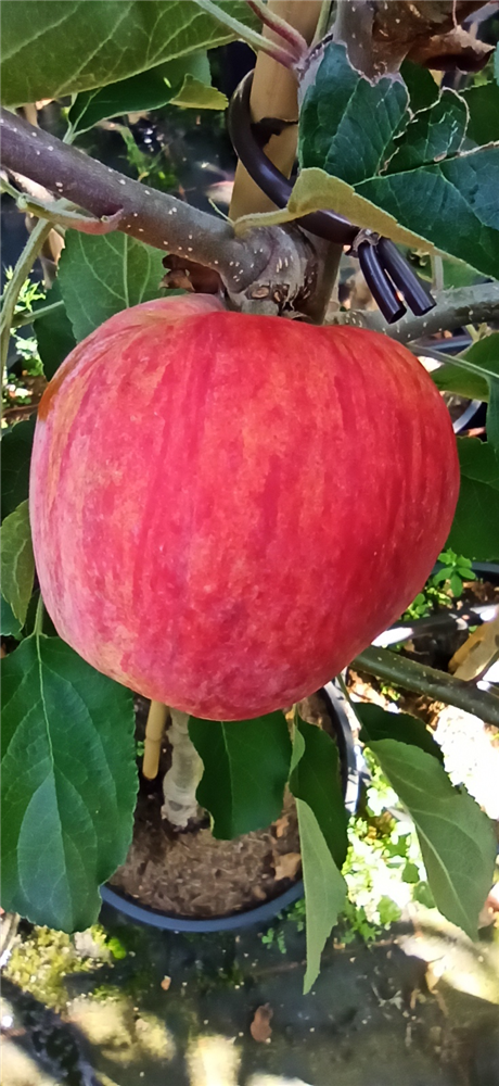Apfel 'Piros'®