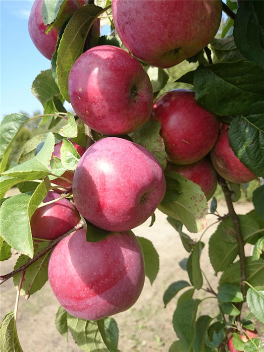 Sommerapfel 'Jamba'