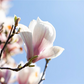 Tulpen-Magnolie