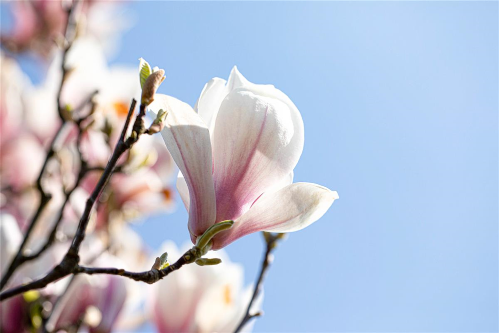 Tulpen-Magnolie