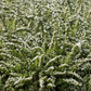 Strauchspiere 'Snowmound'