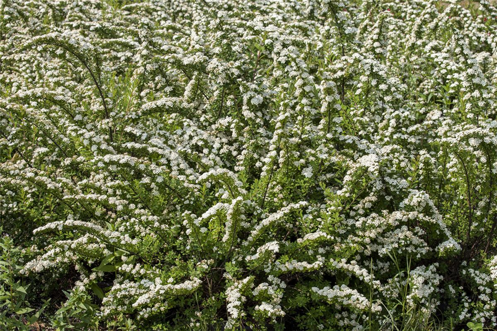 Strauchspiere 'Snowmound'