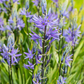 Leichtlin-Prärielilie 'Caerulea'