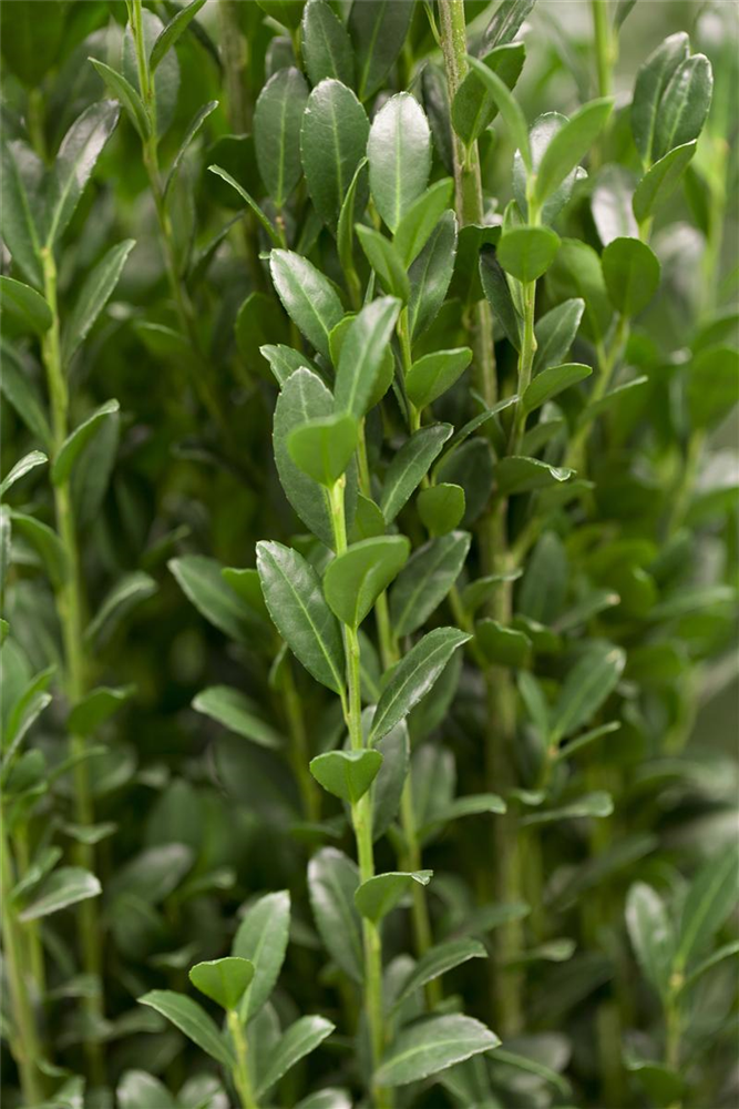 Säulen-Berg-Ilex 'Fastigiata'