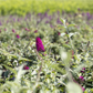 Schmetterlingsflieder 'Red Chip'®