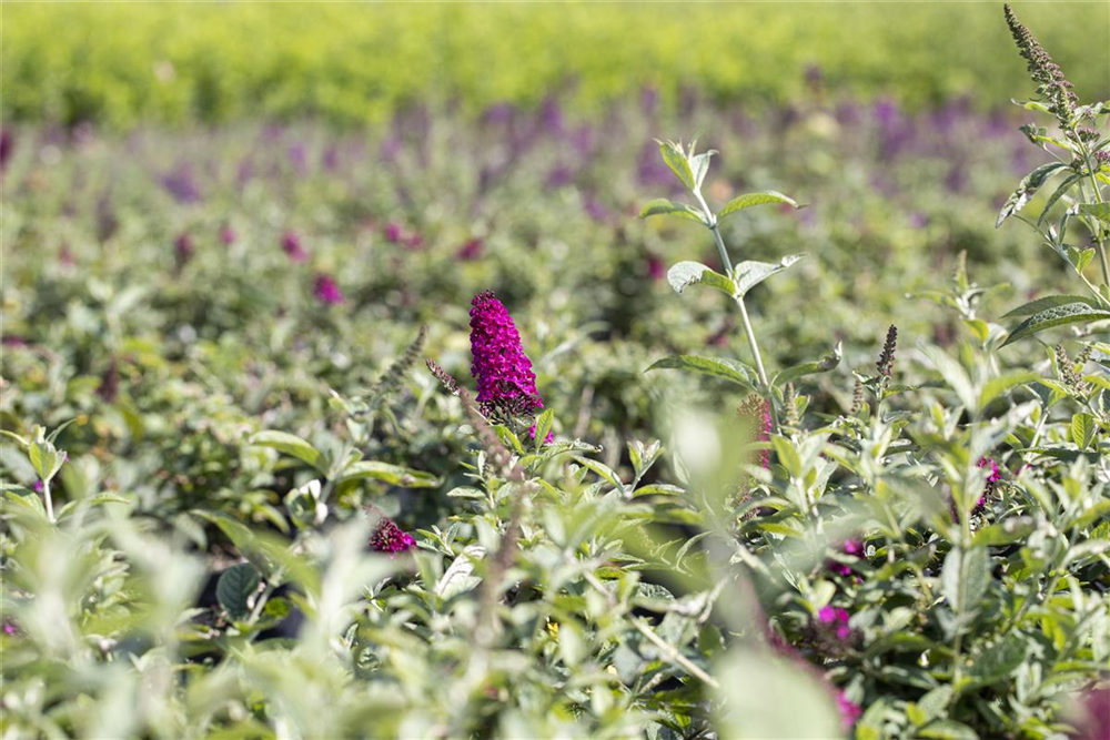 Schmetterlingsflieder 'Red Chip'®