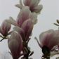 Tulpen-Magnolie