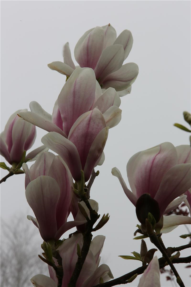 Tulpen-Magnolie
