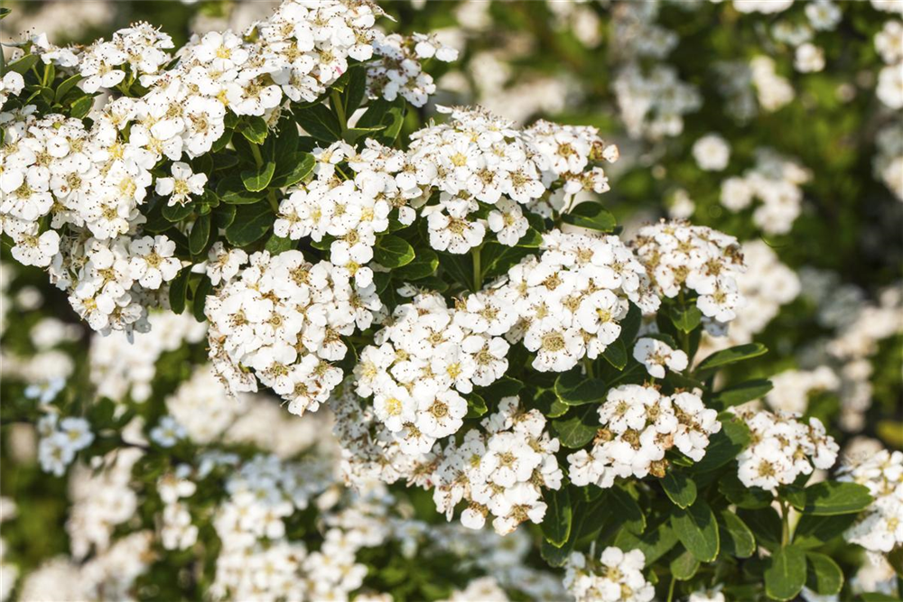 Strauchspiere 'Snowmound'