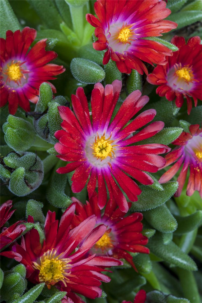 Delosperma congestum