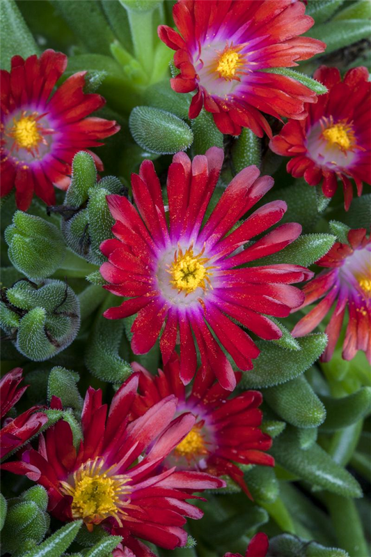 Delosperma congestum