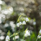 Sommer-Knotenblume
