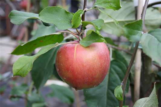 Apfel 'Roter Gravensteiner'