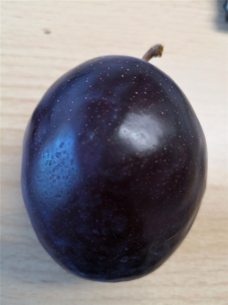 Pflaume 'President'