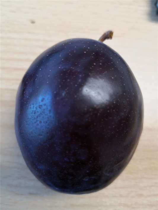 Pflaume 'President'
