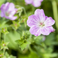 Geranium endressii