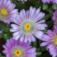 Delosperma congestum