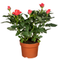 Topfrose