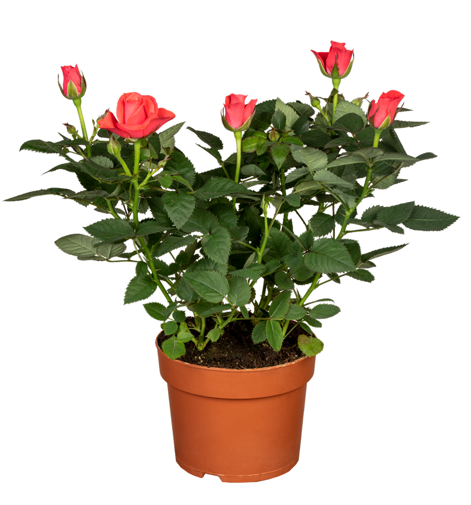 Topfrose