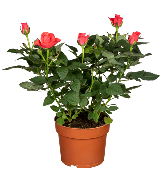 Topfrose