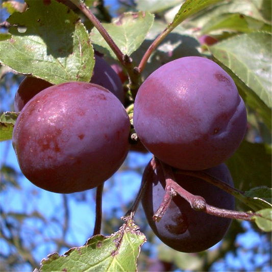 Pflaume 'Königin Viktoria'
