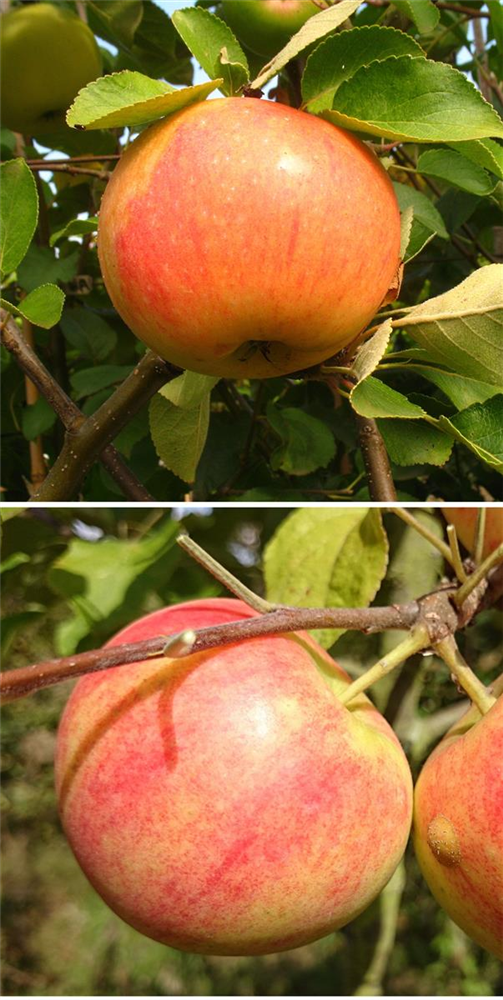 Apfel DUO 'James Grieve/Geheimrat Oldenburg'