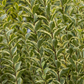 Goldliguster-Hecke