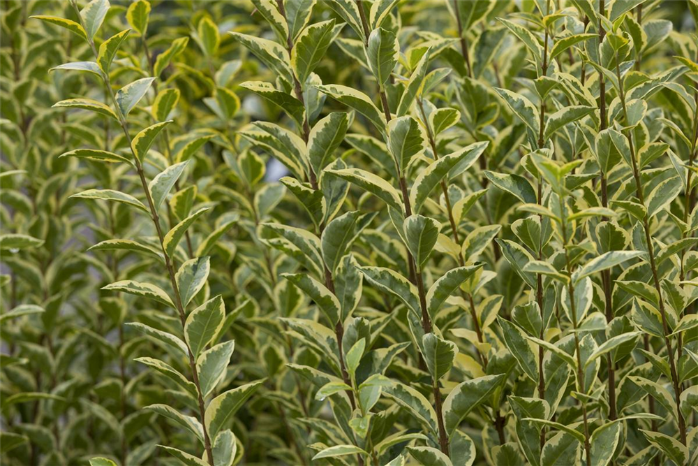Goldliguster-Hecke