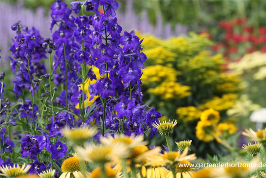 Delphinium x bellad.'Atlantis'