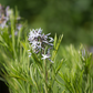Amsonia