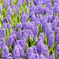 Hyazinthe 'Blue Jacket'
