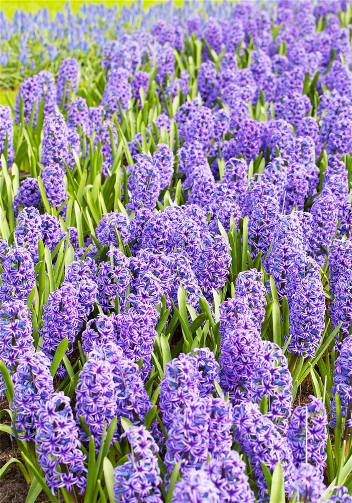 Hyazinthe 'Blue Jacket'