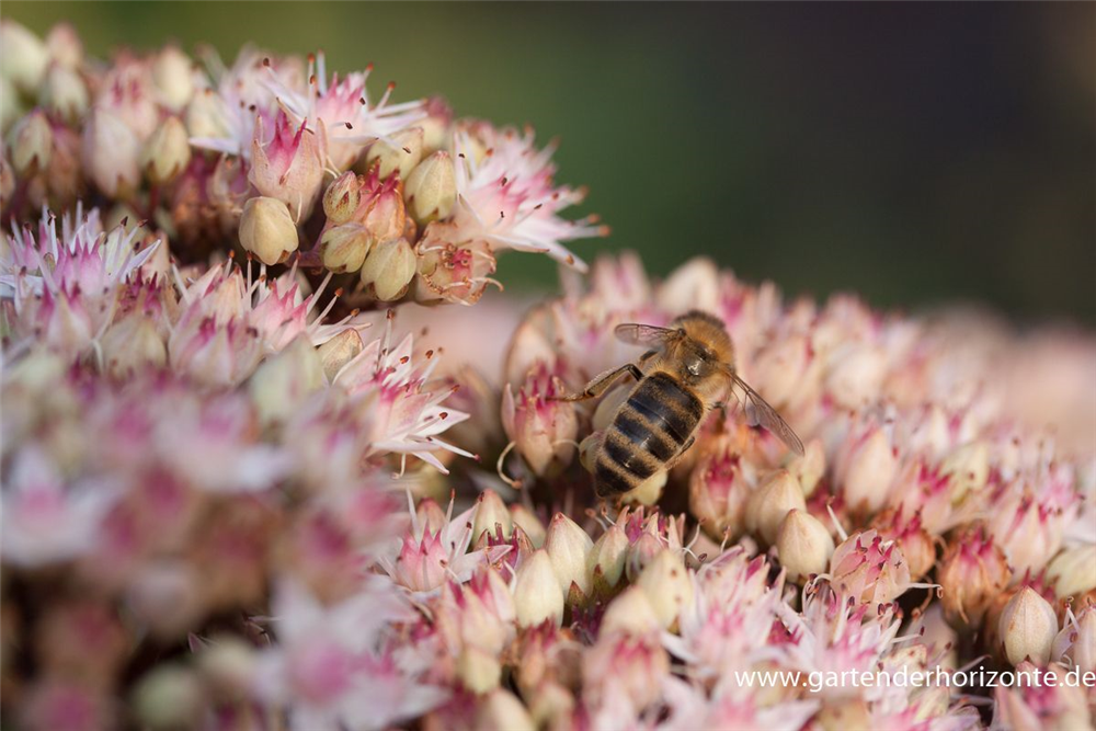 Großes Garten-Fettblatt