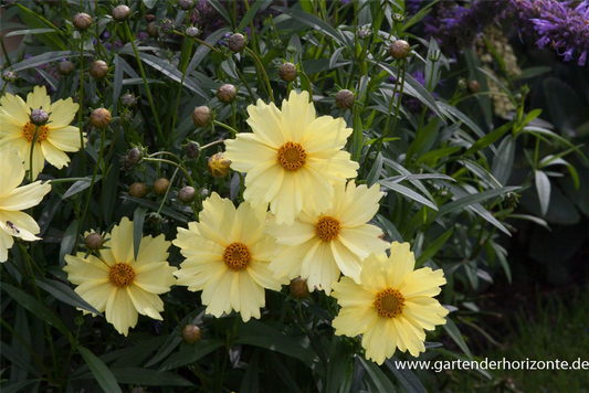 Coreopsis grandiflora 'Full Moon'