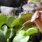 Venusfliegenfalle  'Jumbo'